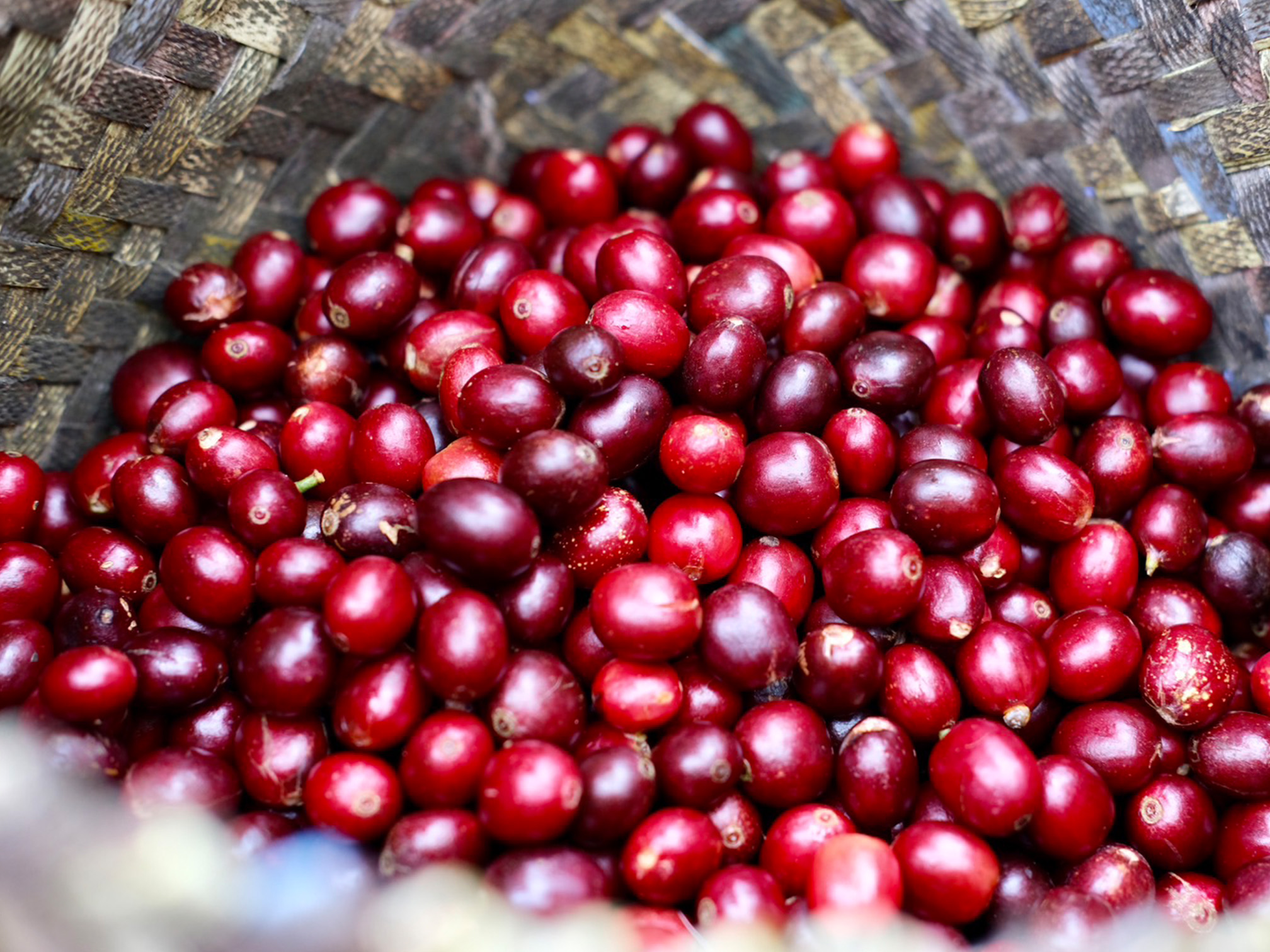 JAS認証】東ティモール マイクロロット ゴウララ村 ウォッシュ 生豆